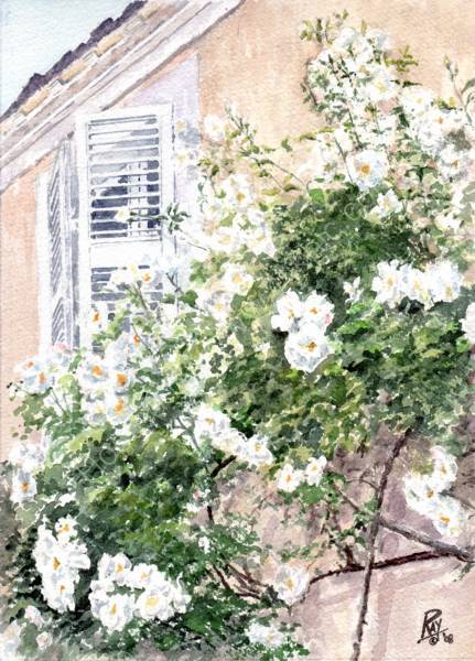 White roses at Parc�